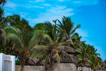 View of cocunut trees growing on the sea shore