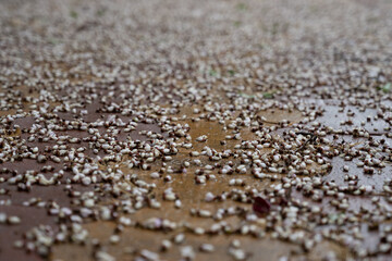 flowers on the road in the rain