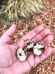 quail eggs in a hand