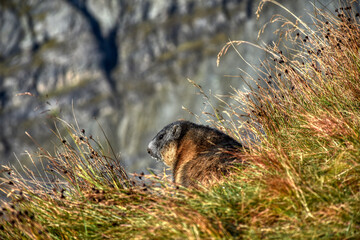 Murmeltier, Murmeltiere, putzig, Munggen, Mankei, Erdhörnchen, Marmota, Alpenmurmeltier, Gebirge,...