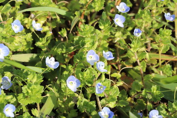 早春の野原に咲くオオイヌノフグリの青い花