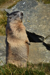 Murmeltier, Murmeltiere, putzig, Munggen, Mankei, Erdhörnchen, Marmota, Alpenmurmeltier, Gebirge,...