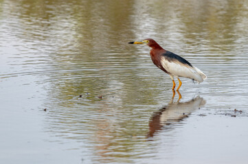 Chinese Pond-Heron (Ardeola bacchus) standing in shallow water in rice paddy field. Copy space wallpaper.