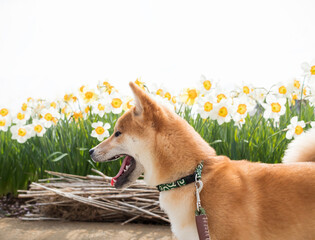 Shiba inu puppy dog happy walking outdoor, flower spring are blooming collections. copy space for your text or design.