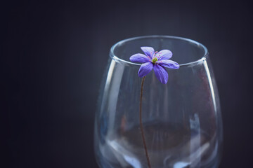 Beautiful blue spring flower in an empty glass