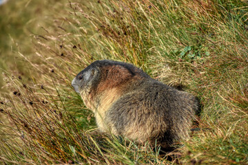 Murmeltier, Murmeltiere, putzig, Munggen, Mankei, Erdhörnchen, Marmota, Alpenmurmeltier, Gebirge,...
