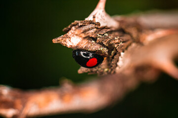 Marienkäfer (Coccinellidae)