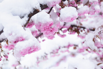 Pink cherry blossoms on a tree branch covered with unexpected heavy snow in spring