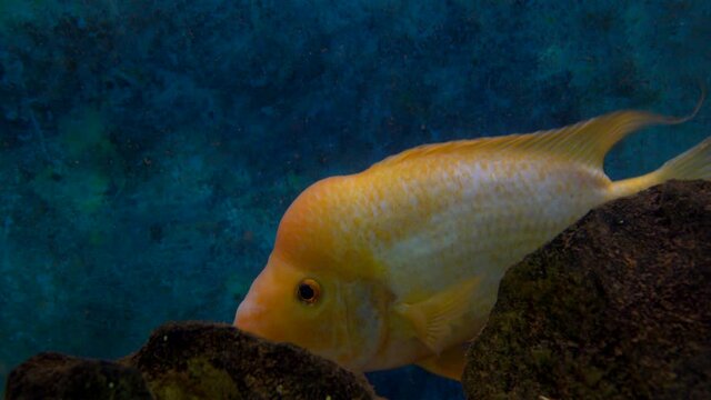 The king Midas or Amphilophus citrinellus fish swimming in the sea shot in 4K