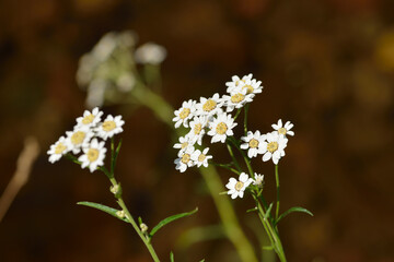 Sumpf-Schafgarbe oder Bertram-Schafgarbe (Achillea ptarmica)	
