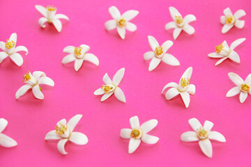 Fototapeta na wymiar small white orange flowers on a pink background