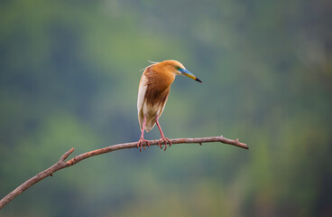 A brown bird standing on tree stick over the river.