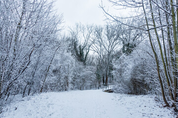 Winterwald