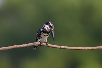 Pied kingfisher standing on tree stick over the river.