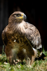 Close-up eagle
