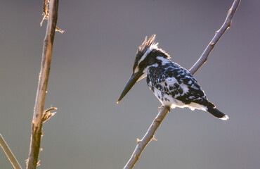 Pied kingfisher standing on tree stick over the river.