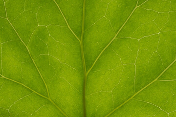 Obraz na płótnie Canvas background texture green leaf structure macro photography