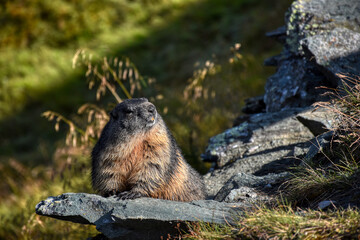 Murmeltier, Murmeltiere, putzig, Munggen, Mankei, Erdhörnchen, Marmota, Alpenmurmeltier, Gebirge,...