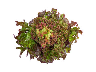 isolated red leaves salad lettuce vegetable with clipping path on white background a top view closeup texture of fresh hydroponic red oak salad leaf with water drops for healthy raw food