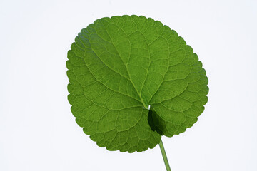 
violet leaf with white background