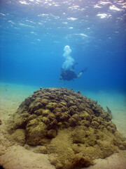 Fototapeta premium coral reef , underwater , caribbean sea , Venezuela