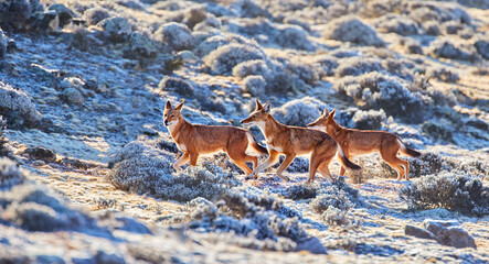 Pack of highly endangered ethiopian wolves runnning on frozen Sanetti plateau, Bale mountains national park, Ethiopia.