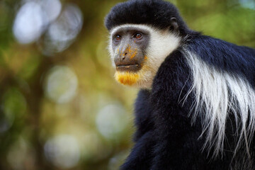 Portrait of Abyssinian black-and-white colobus, Colobus guereza, black and white monkey, beautiful african primate, male looking at camera, wild animal scene from Bale mountains, Ethiopia.