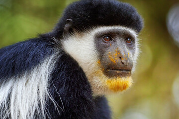 Portrait of Abyssinian black-and-white colobus, Colobus guereza, black and white monkey, beautiful african primate, isolated on green background, wild animal scene from Bale mountains, Ethiopia.