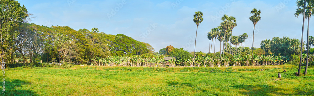 Canvas Prints Panorama of green meadow, Ava, Myanmar