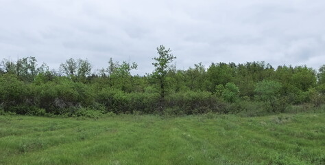 Obraz premium grass and sky