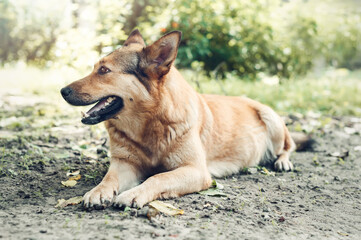 Naklejka na ściany i meble Brown big mongrel dog lying outdoors on the ground.