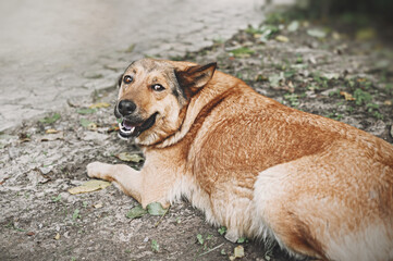 Beautiful dog background. A brown fat mongrel dog is resting in the garden and watching for the camera.