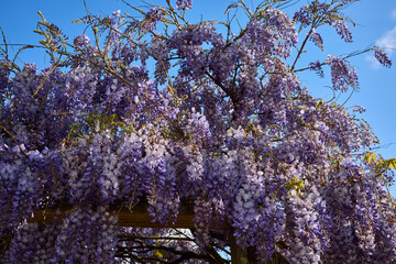 Wisteria flower is a genus of flowering plants in the legume family, that includes ten species of...