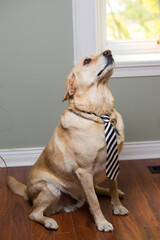 Vertical shot of a cute dog wearing a striped tie looking up inside a house