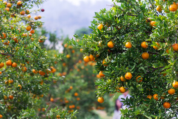 Male farmer harvest picking fruits in orange orchard.orange tree