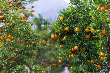 Male farmer harvest picking fruits in orange orchard.orange tree