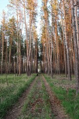 Obraz premium path in the woods