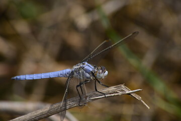 different kind of dragonfly's in the nature
