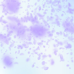 Violet flower petals falling down. Ravishing roman