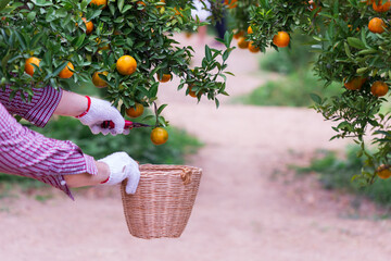 Male farmer harvest picking fruits in orange orchard.orange tree
