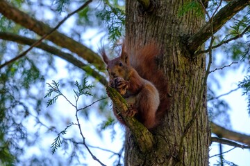 squirrel on a tree