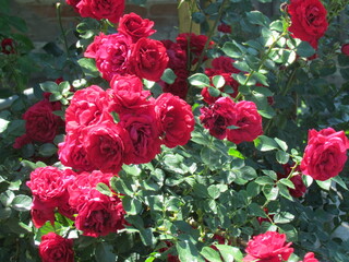 Red roses