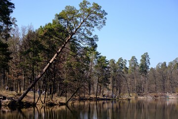 lake in the woods