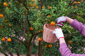 Fototapeta premium Male farmer harvest picking fruits in orange orchard.orange tree