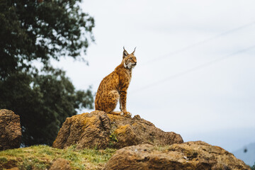 Iberian lynx in a cloudy day on a rock