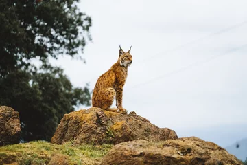 Foto op Canvas Iberian lynx in a cloudy day on a rock © Noemi Navarro Raimundo/Wirestock