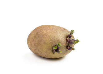 Potato tuber with new green sprouts isolated on white. Ready to plant.