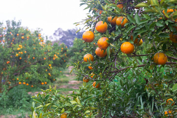 Male farmer harvest picking fruits in orange orchard.orange tree