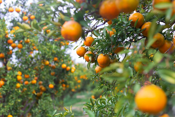 Male farmer harvest picking fruits in orange orchard.orange tree