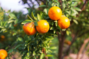 Male farmer harvest picking fruits in orange orchard.orange tree
